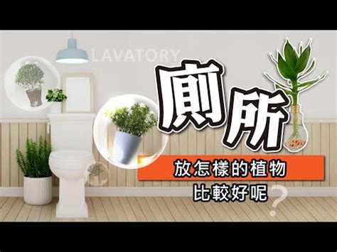 廁所適合放什麼植物|廁所可以放植物嗎？適合放在浴室、廁所的植物推薦